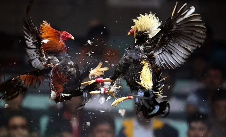 Hé Lộ Cách Chơi Đá Gà Sabong Tại QH88 Luôn Thắng Đậm 1 Hé Lộ Cách Chơi Đá Gà Sabong Tại QH88 Luôn Thắng Đậm