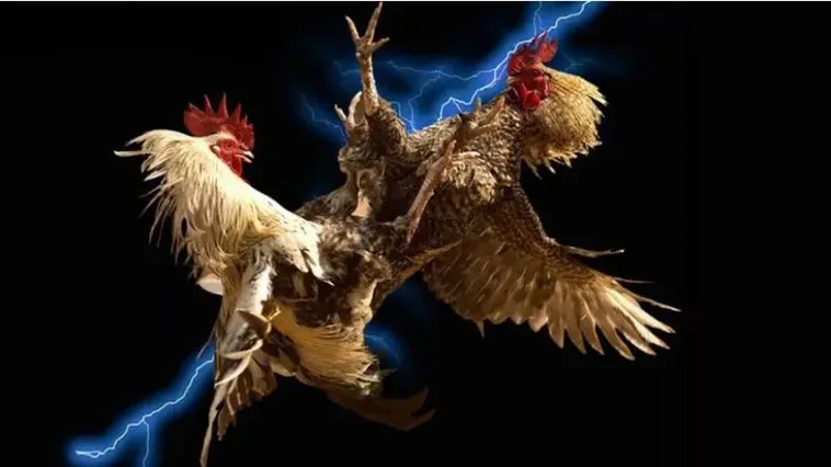 Bật Mí Kinh Nghiệm Chơi Đá Gà QH88 Thắng Lớn Từ Cao Thủ